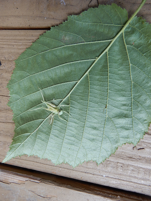 Platt auf dem Blatt - gut getarnt