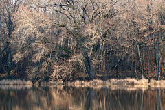 le vieil arbre et l'étang