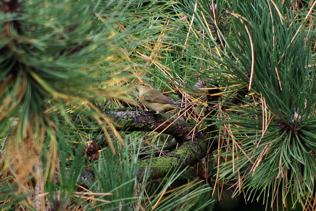 Garden visitor