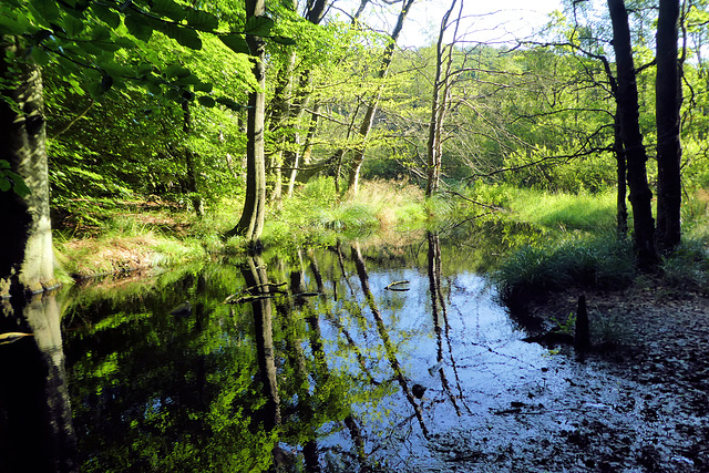 Teich im National-Park Jasmund (PiP)