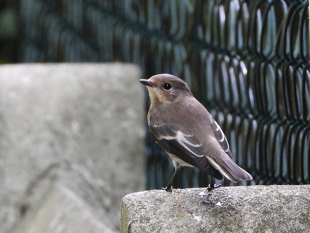 Gobe mouche noir