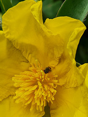 Hibbertia scandens and a native bee