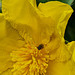 Hibbertia scandens and a native bee