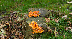 Flammulina velutipas