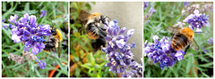 Hummel an der Lavendel Tankstelle. ©UdoSm