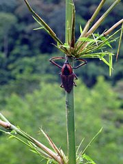 Bamboo-beetle,Nong Khiaw_Laos