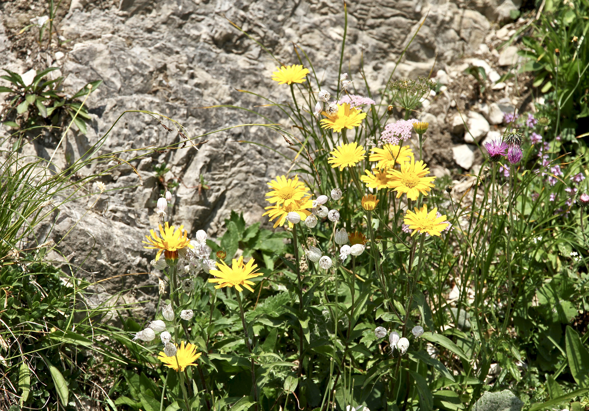 Sommer