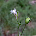 Tiny flowers, don't know what they are