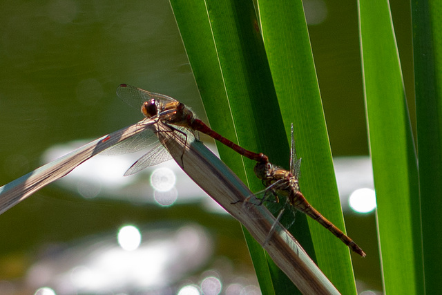 Common Darter-DSA 8757