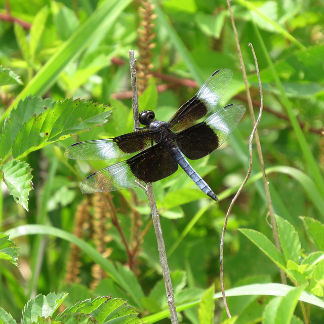 Widow skimmer