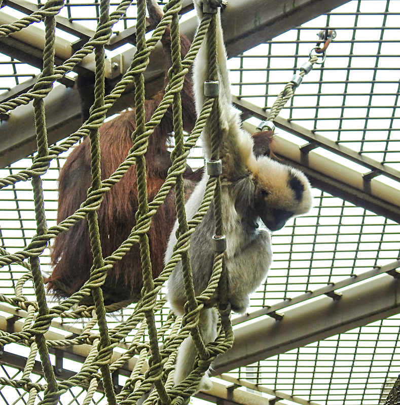 20210709 1636CPw [D~OS] Weißwangen-Schopfgibbon (Nomascus leucogenys), Borneo-Orang-Utan, Zoo Osnabrück