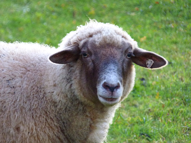 Portrait einer Nachbarin