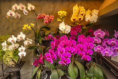 Orchids