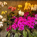 Orchids