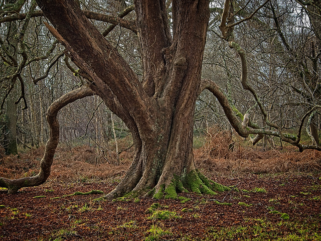 Branching Out Branching Out