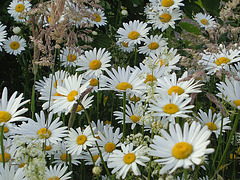 Mass of herbs and flowers