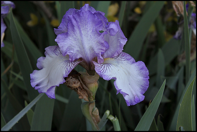 Iris Earl Of Essex (1)