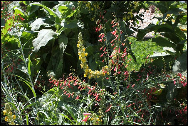 Penstemon barbatus