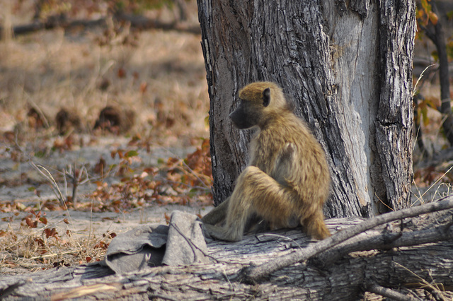 Paviano. Okavango-Delto