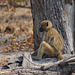 Paviano. Okavango-Delto