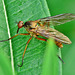Robber Fly. Asilidae ?