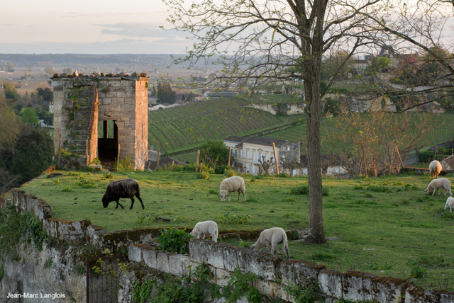 Saint-Emilion - Des Moutons