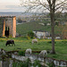 Saint-Emilion - Des Moutons