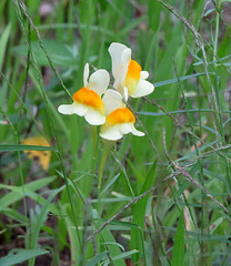 Wild snapdragons