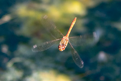 Common Darter-DSA 8980