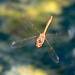 Common Darter-DSA 8980