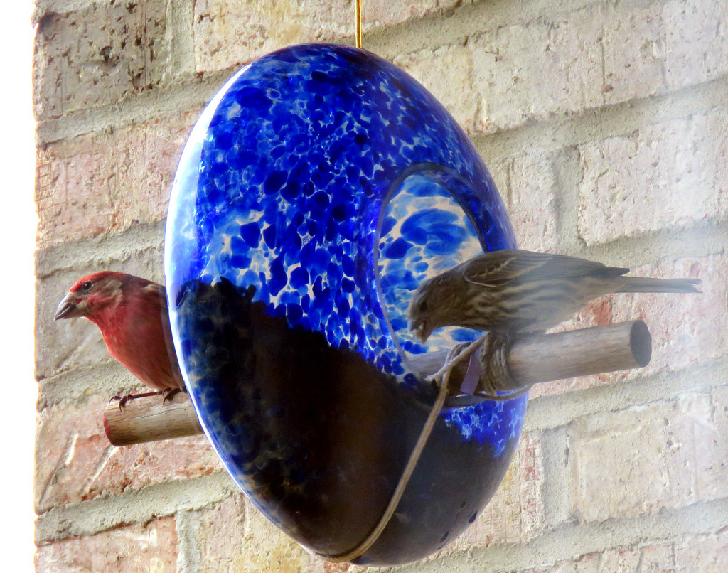 Mr. & Mrs. House Finch at our feeder.