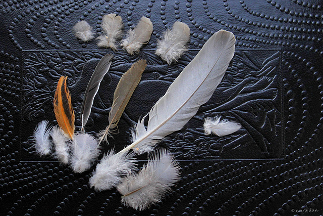 Visitors Still Life ... plumes et cuir