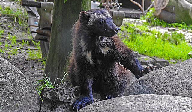 20210709 1638CPw [D~OS] Vielfraß (Gulo gulo), Zoo Osnabrück