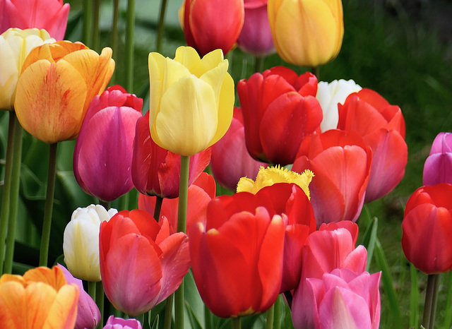 Tulpen