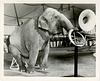 Poor Jumbo