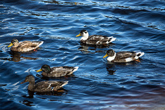 20140911 5132VRAw [NL] Enten, Terschelling