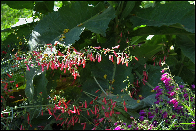 Penstemon barbatus