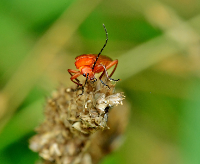 Soldier Beetle