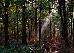 Es wird Herbst im Wald - Autumn mood in the forest