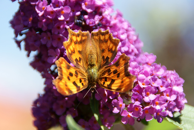 C-Falter (Polygonia c-album)