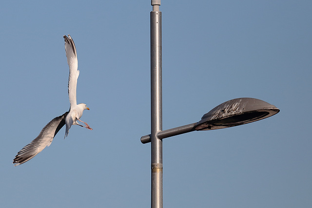 EOS 6D Peter Harriman 19 27 39 2348 HerringGull dpp