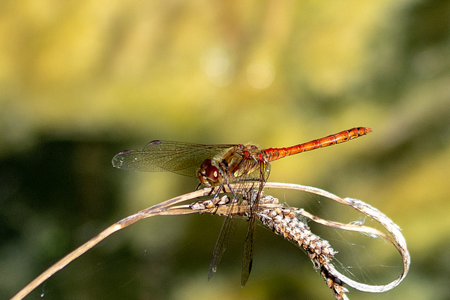 Common Darter-DSA 8988