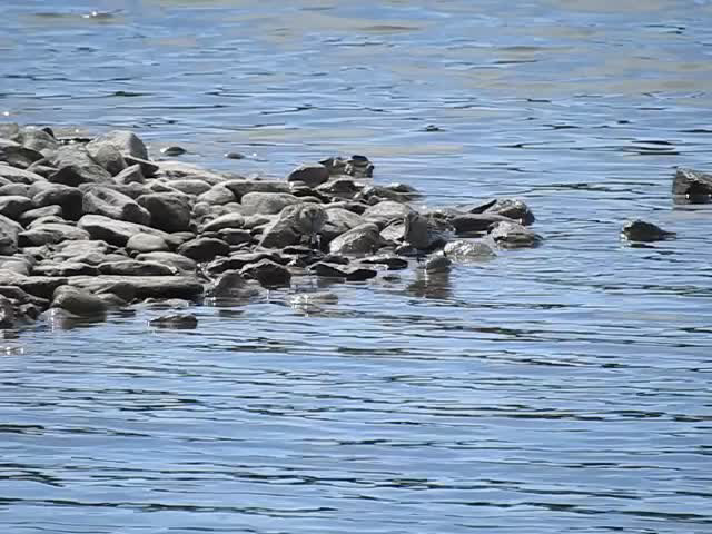 20190609 4902CP~V [R~GB] Alpenstrandläufer, Wales