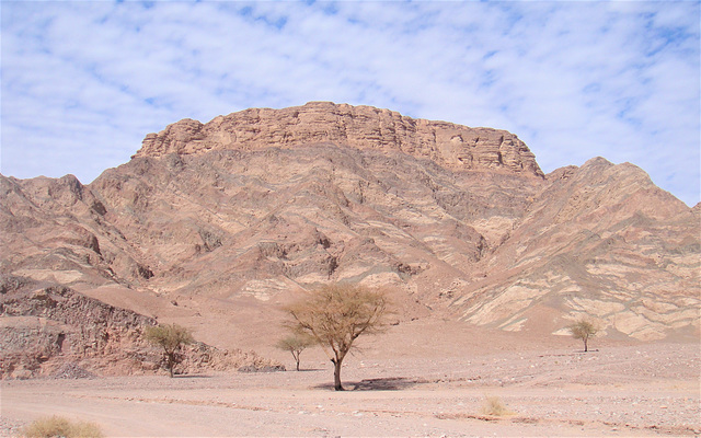 Sinai Desert