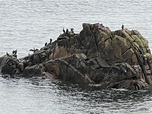 The Cormorant Club