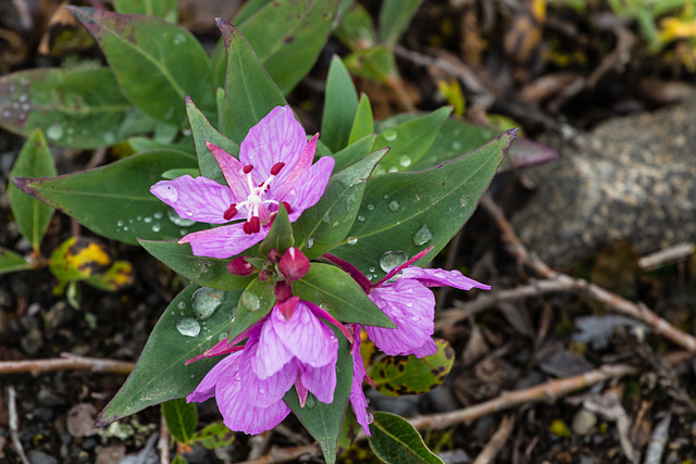 Arctic flowers