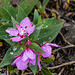 Arctic flowers