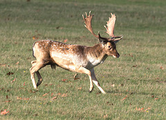 EF7A5146-CR2 DxO DeepPRIME -1Fallow Deer Stagv3