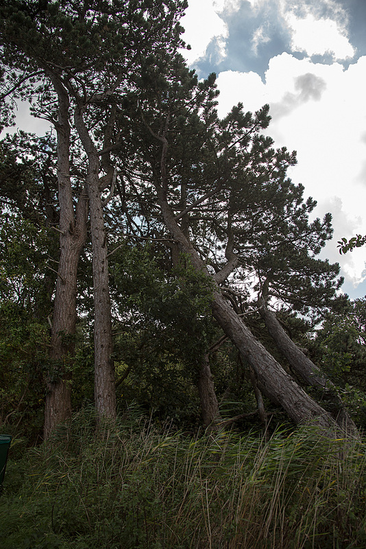 20140911 5131VRAw [NL] Schwarzkiefer (Pinus nigra), Terschelling