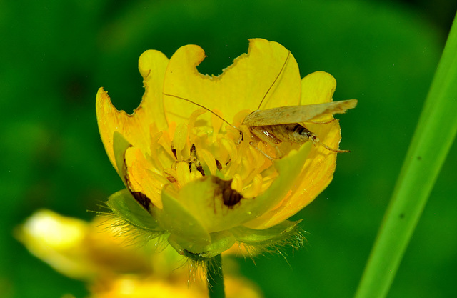 Moth in a Buttercup